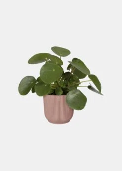Elho Vibes Fold Pot 25cm Pink -Outdoor Garden Care Shop search 117