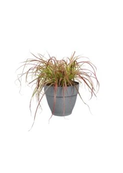 Elho Vibia Campana Pot 35cm Concrete -Outdoor Garden Care Shop search 141