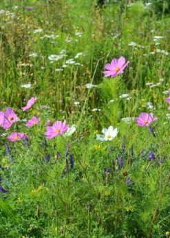 Cottage Garden 20sqm