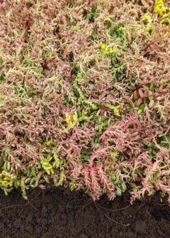 Sedum Groundmat Kit 10sqm