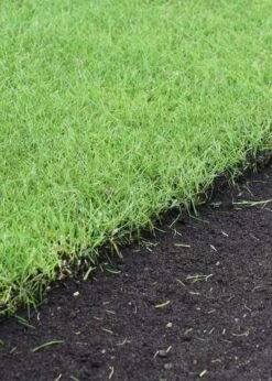 Premium Lawn Turf 20sqm -Outdoor Garden Care Shop search 1914