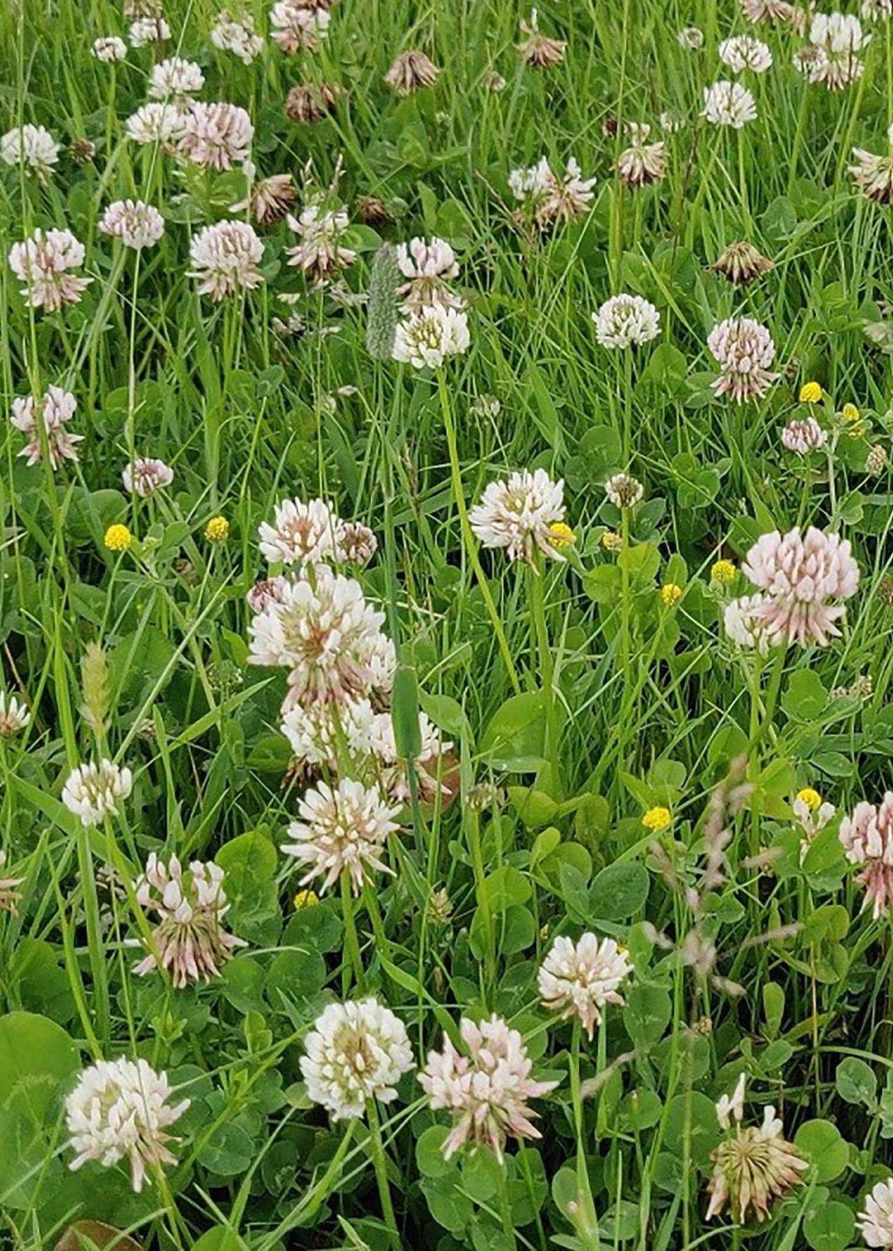 Species Rich 30sqm 2 Species Rich 30sqm - Image 2