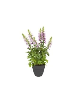 Elho Vibia Campana Pot 35cm Anthracite 9 Elho Vibia Campana Pot 35cm Anthracite -Outdoor Garden Care Shop search 254