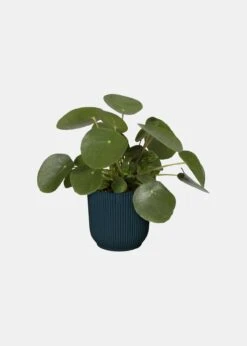 Elho Vibes Fold Round Pot 25cm Blue -Outdoor Garden Care Shop search 353