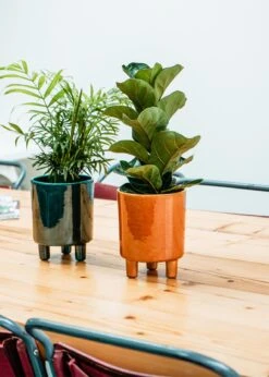 Ivyline Pisa Pot 20cm Mustard 5 Ivyline Pisa Pot 20cm Mustard -Outdoor Garden Care Shop search 392