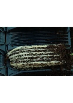 Deep Rootrainers -Outdoor Garden Care Shop search 485