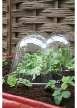 Haxnicks King Size Victoria Bell Cloches 2pk -Outdoor Garden Care Shop search 851