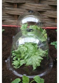 Haxnicks King Size Victoria Bell Cloches 2pk -Outdoor Garden Care Shop search 852